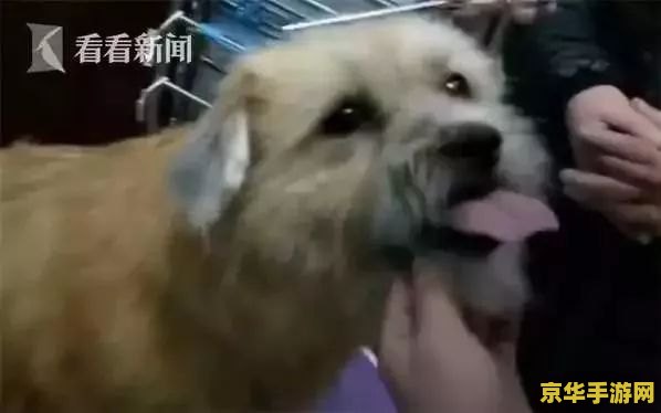 原神石门狗怎么赶走