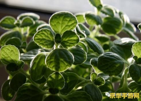 原神五香草怎么去