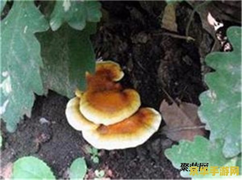 原神海灵芝真实身份