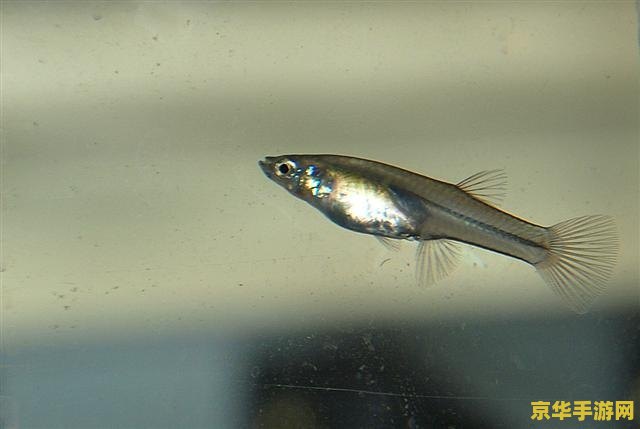 原神花鳉鱼什么时候刷新