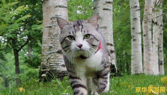 原神材料海灵芝多久刷新