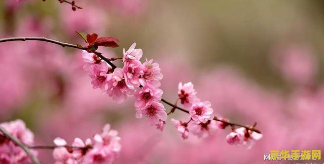 原神骗骗花怎么那么恶心