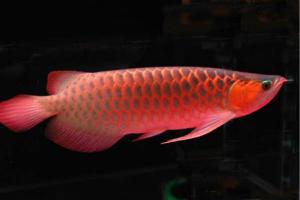 原神蓝色假龙鱼