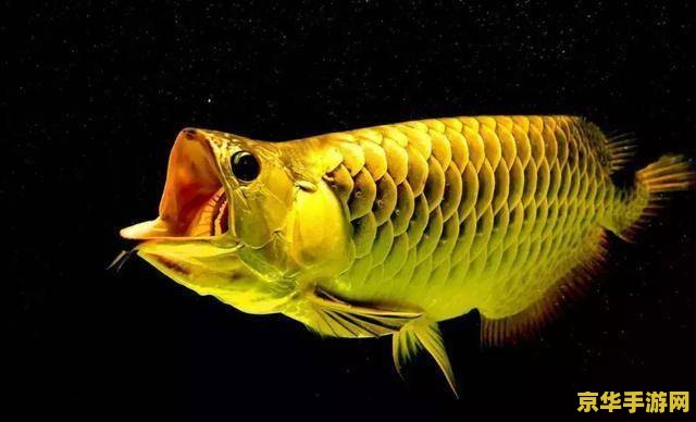 原神蓝色假龙鱼