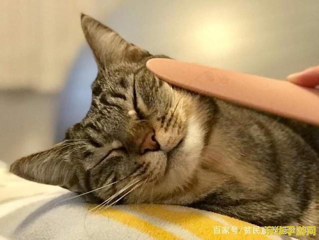 怎么喂猫原神