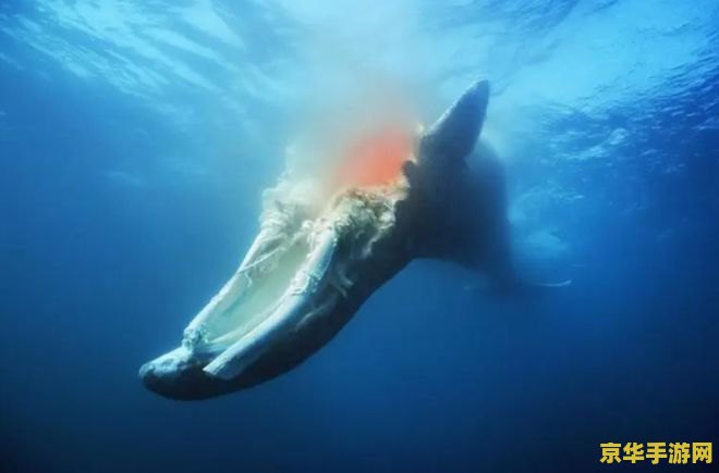 原神蛇骨矿洞鲸井小弟 原神蛇骨矿洞鲸井小弟