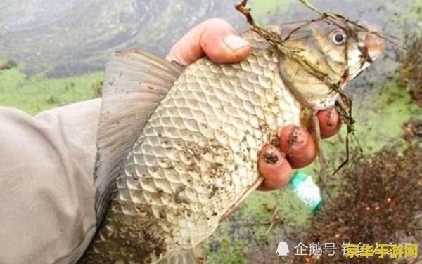 原神鱼不钓完就不会刷新吗