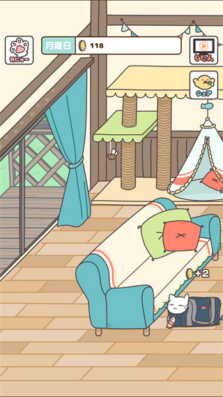 猫咪饲养日常截图2