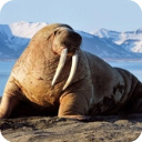 海狮模拟器正版(The Sea Lion)